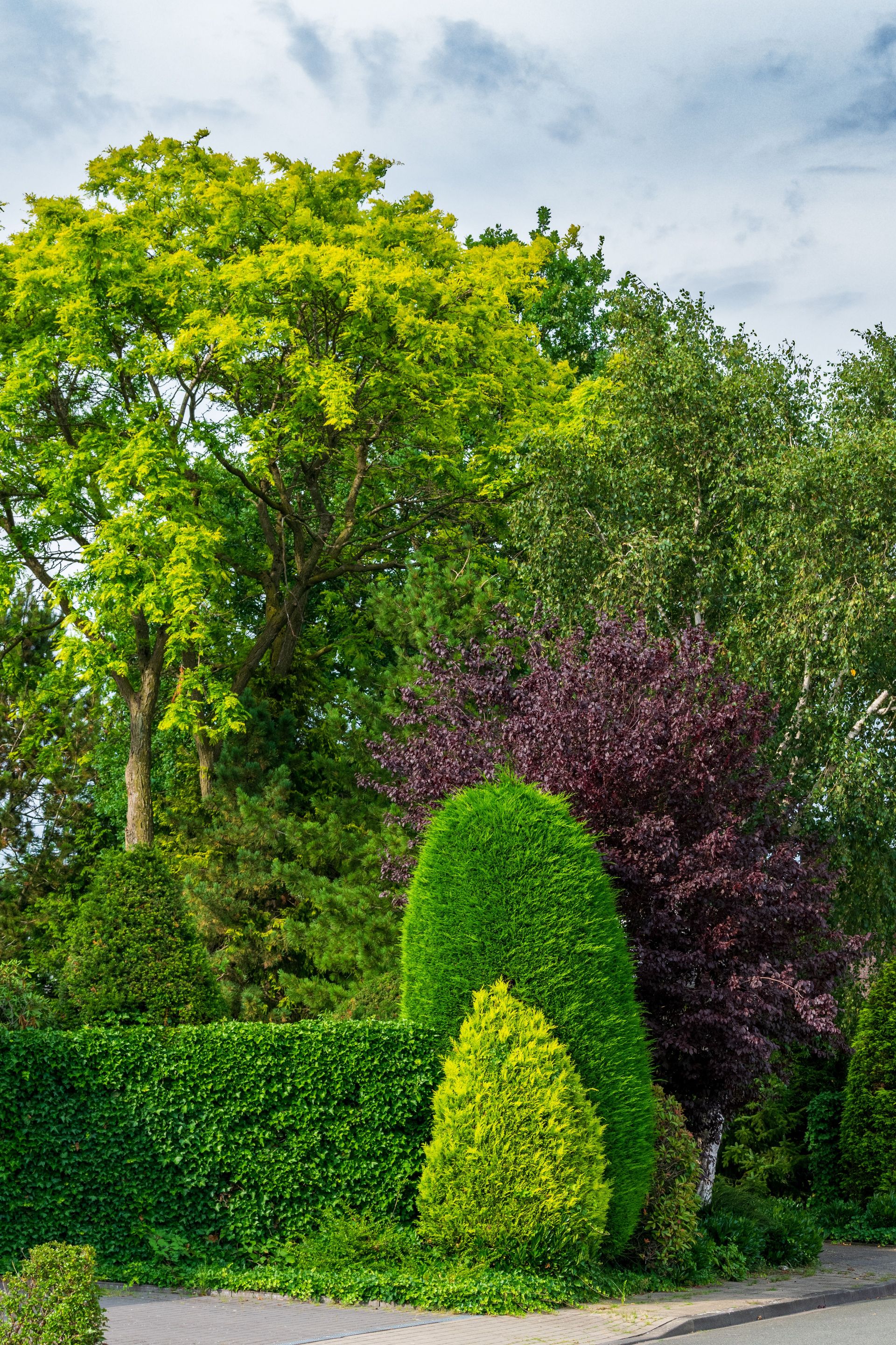 Vibrant foliage featuring varied trees and shrubs under a bright sky.